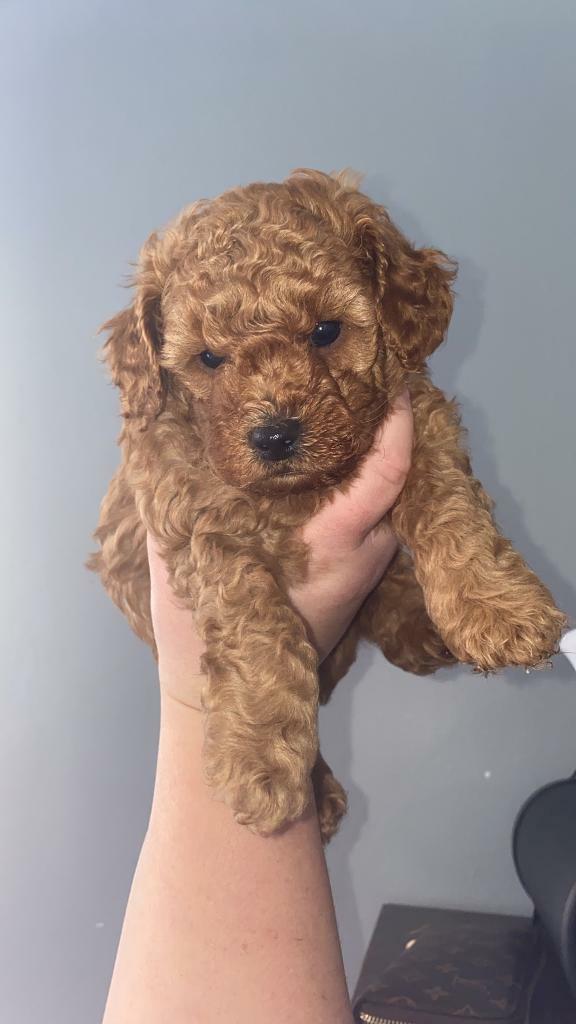 miniature poodle gumtree
